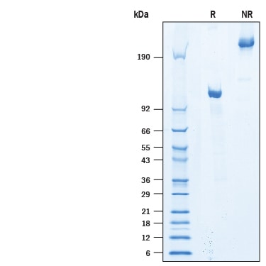 Recombinant Human Semaphorin 4B Fc Chimera Protein SDS-PAGE