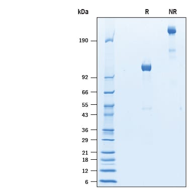 Recombinant Mouse Semaphorin 4B Fc Chimera Protein SDS-PAGE