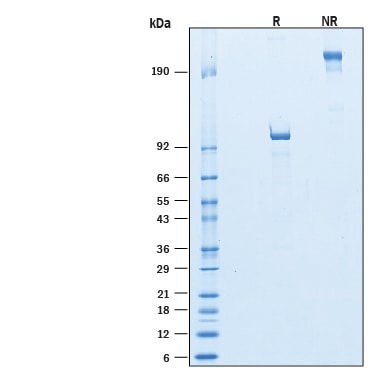 Recombinant Human Semaphorin 4F Fc Chimera Protein SDS-PAGE