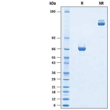 Recombinant Mouse Siglec-3/CD33 Fc Chimera Protein SDS-PAGE