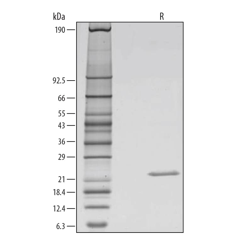 Recombinant Human Sonic Hedgehog/Shh, N-Terminus GMP SDS-PAGE