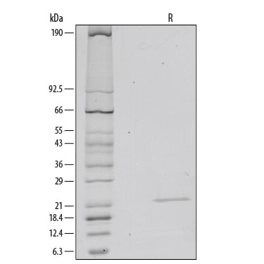 Recombinant Human Sonic Hedgehog/Shh (C24II) N-Terminus SDS-PAGE