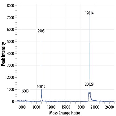 Recombinant Human Sonic Hedgehog/Shh (C24II) N-Terminus Mass Spectrometry