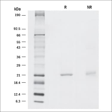 Recombinant Human Sonic Hedgehog/Shh (C24II) N-Term GMP SDS-PAGE