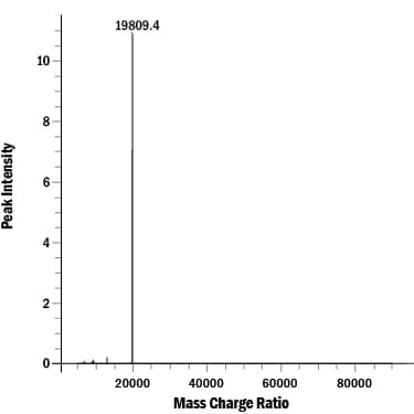 Recombinant Human Sonic Hedgehog/Shh (C24II) N-Term GMP Mass Spectrometry