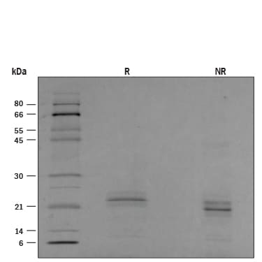 Enhanced Activity of Human Cell-expressed Sonic Hedgehog (Shh) Protein.