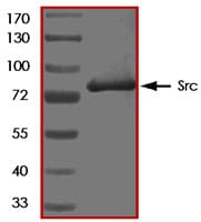 Recombinant Viral RSV Active Src Protein SDS-PAGE