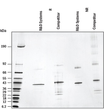 Recombinant Human TDO2 Protein SDS-PAGE