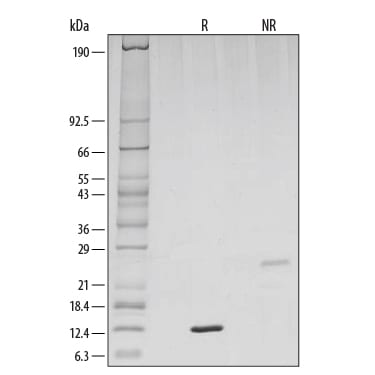 Recombinant Human TGF-beta 1 GMP Protein SDS-PAGE