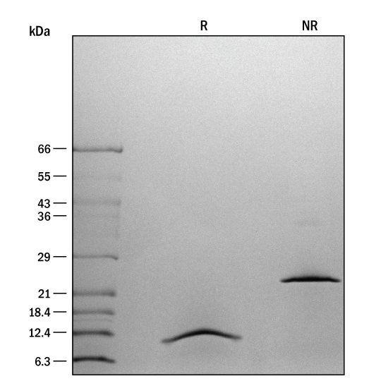ProDots Recombinant Human TGF-beta 1 Protein SDS-PAGE