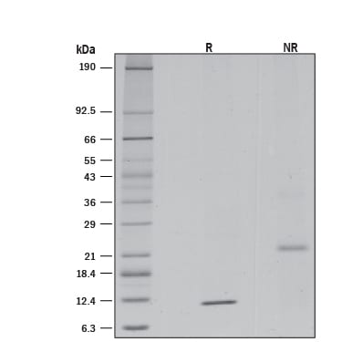 TGF-beta 2 Suppresses IL-4-induced Proliferation.