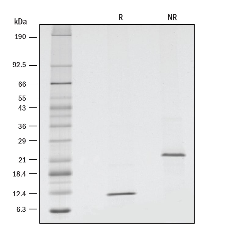 Recombinant Human TGF-beta 3 GMP Protein SDS-PAGE