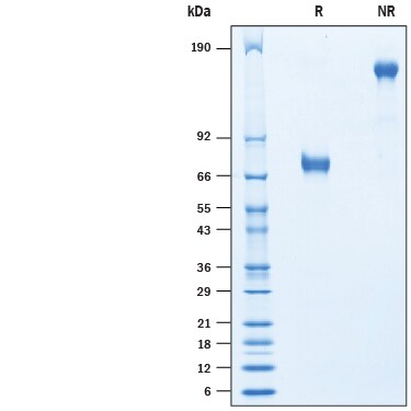 Recombinant Cynomolgus TNF RII/TNFRSF1B Fc Protein SDS-PAGE