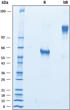 Recombinant Cynomolgus TNF RI/TNFRSF1A Fc Protein SDS-PAGE