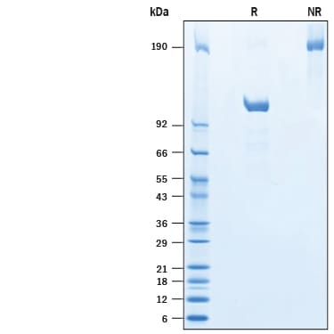 Recombinant Human TfR2 Fc Chimera Protein SDS-PAGE