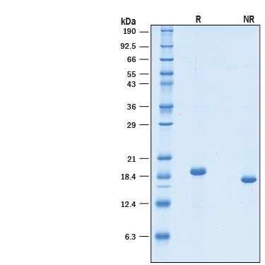 Recombinant Human Thrombopoietin GMP Protein SDS-PAGE