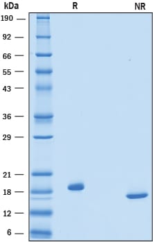Recombinant Human Thrombopoietin (E. coli-expressed) SDS-PAGE