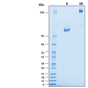 Recombinant Mouse TrkA Fc Chimera Protein SDS-PAGE