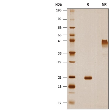 Recombinant Human VEGF-B 167 Protein SDS-PAGE