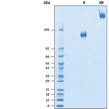 Recombinant Human VEGFR2/KDR/Flk-1 Fc Avi-tag Protein SDS-PAGE