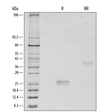 Recombinant Human VEGF 165 Protein SDS-PAGE