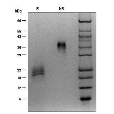 ProDots Recombinant Human VEGF 165 Protein SDS-PAGE