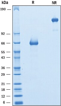 Recombinant Rat VISTA/B7-H5/PD-1H Fc Chimera Protein SDS-PAGE