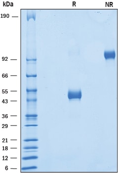 Recombinant Human VSIG3 C-Terminal Fc Chimera Protein SDS-PAGE