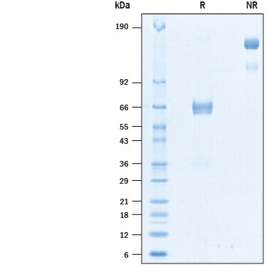 Recombinant Human VSIG3 Fc Chimera Biotinylated Protein SDS-PAGE