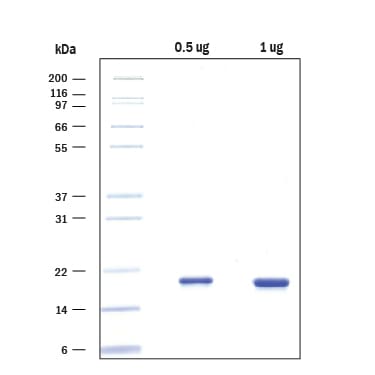 Recombinant Human alpha-Synuclein Protein SDS-PAGE