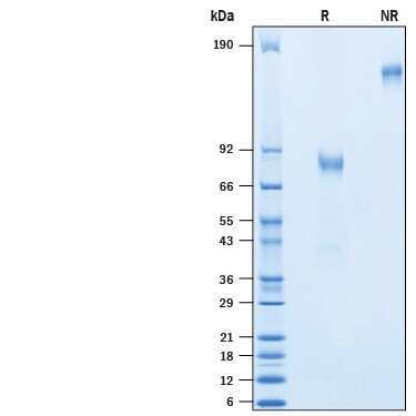 Recombinant Human CD19 Protein, Atto 488 Conjugate SDS-PAGE