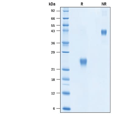 Biotinylated Recombinant Human VEGF 165 Protein SDS-PAGE