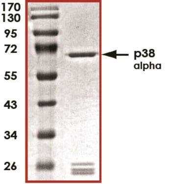 Recombinant Human Active p38 alpha Protein SDS-PAGE