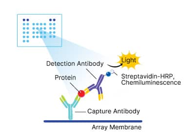 R&D Systems Proteome Profiler Antibody Array assay principle showing the membrane spotted with capture antibodies and detection using chemiluminescence.