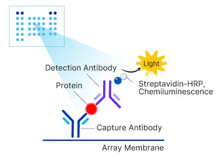 Proteome Profiler Antibody Array Assay Principle