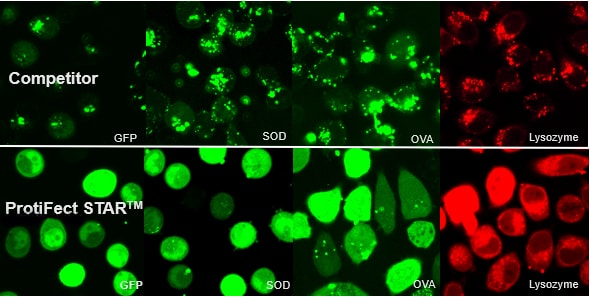 ProtiFect STAR™ Protein transfection reagent applications