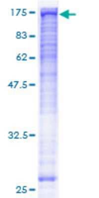 SDS-PAGE: Recombinant Human BubR1 GST (N-Term) Protein [H00000701-P01]