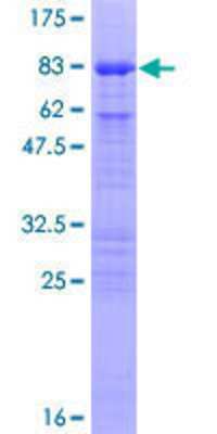 SDS-PAGE: Recombinant Human CDC25C GST (N-Term) Protein [H00000995-P01]
