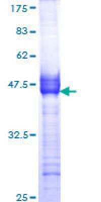 SDS-PAGE: Recombinant Human Muscarinic Acetylcholine Receptor M2/CHRM2 GST (N-Term) Protein [H00001129-Q01]