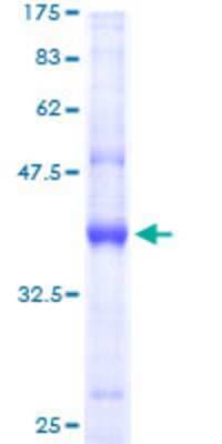 SDS-PAGE: Recombinant Human AP2S1 GST (N-Term) Protein [H00001175-P01]