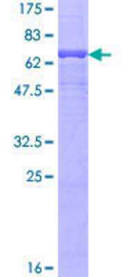 SDS-PAGE: Recombinant Human CLCN2 GST (N-Term) Protein [H00001181-P01]