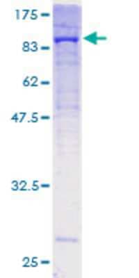 SDS-PAGE: Recombinant Human Collagen V GST (N-Term) Protein [H00001289-P01]