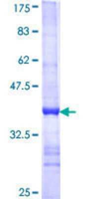 SDS-PAGE: Recombinant Human COX4 GST (N-Term) Protein [H00001327-Q01]