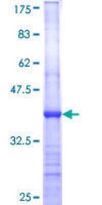 SDS-PAGE: Recombinant Human CPA3 GST (N-Term) Protein [H00001359-Q01]