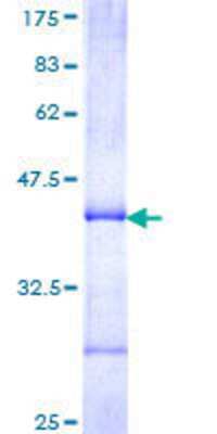 SDS-PAGE: Recombinant Human Cytochrome p450 2J2 GST (N-Term) Protein [H00001573-Q01]