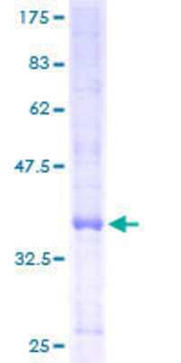 SDS-PAGE: Recombinant Human E2F-2 GST (N-Term) Protein [H00001870-P01]