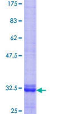 SDS-PAGE: Recombinant Human S1P3/EDG-3 GST (N-Term) Protein [H00001903-Q01]