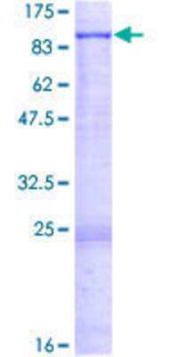 SDS-PAGE: Recombinant Human EHHADH GST (N-Term) Protein [H00001962-P01]