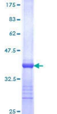 SDS-PAGE: Recombinant Human ERR alpha/NR3B1 GST (N-Term) Protein [H00002101-Q01]