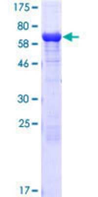 SDS-PAGE: Recombinant Human eRF1 GST (N-Term) Protein [H00002107-P01]